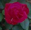 th_AlecsRed.jpg (5051 bytes)
